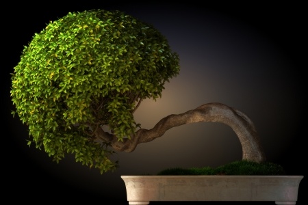 A gorgeous asymmetrical bonsai tree