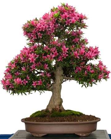 Rhododendro indicum Korin - a bonsai azalea tree