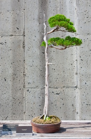 A bonsai of a eastern red cedar on display