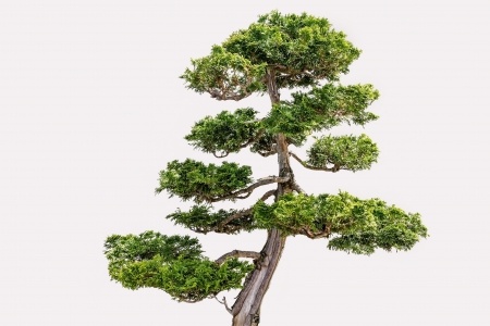 Chamaecyparis obtusa - the Hinoki cypress as a bonsai tree