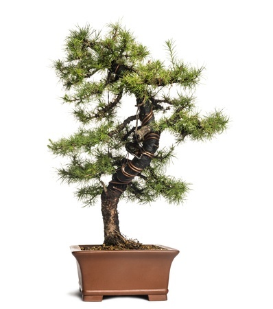 A bonsai larch tree