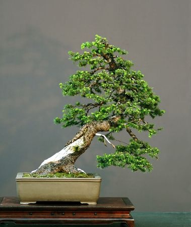 Bonsai of a Norway/European spruce